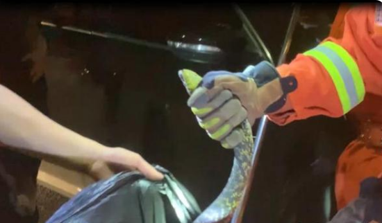 消防員捕蛇現(xiàn)場(chǎng)